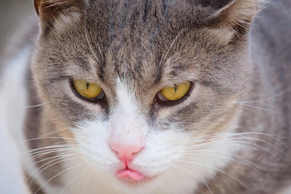 How can UK homeowners improve indoor air quality naturally?